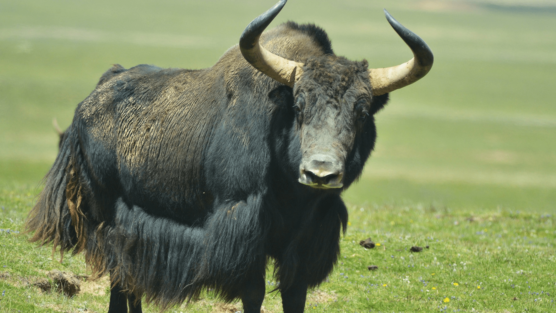 青海野牦牛对牧民疯狂报复,连其尸体都不放过_格桑_草场_叫声