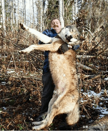 世界上體型最大的狼,實力上可與貓科動物一戰,捕食熊等動物_北美_狼群