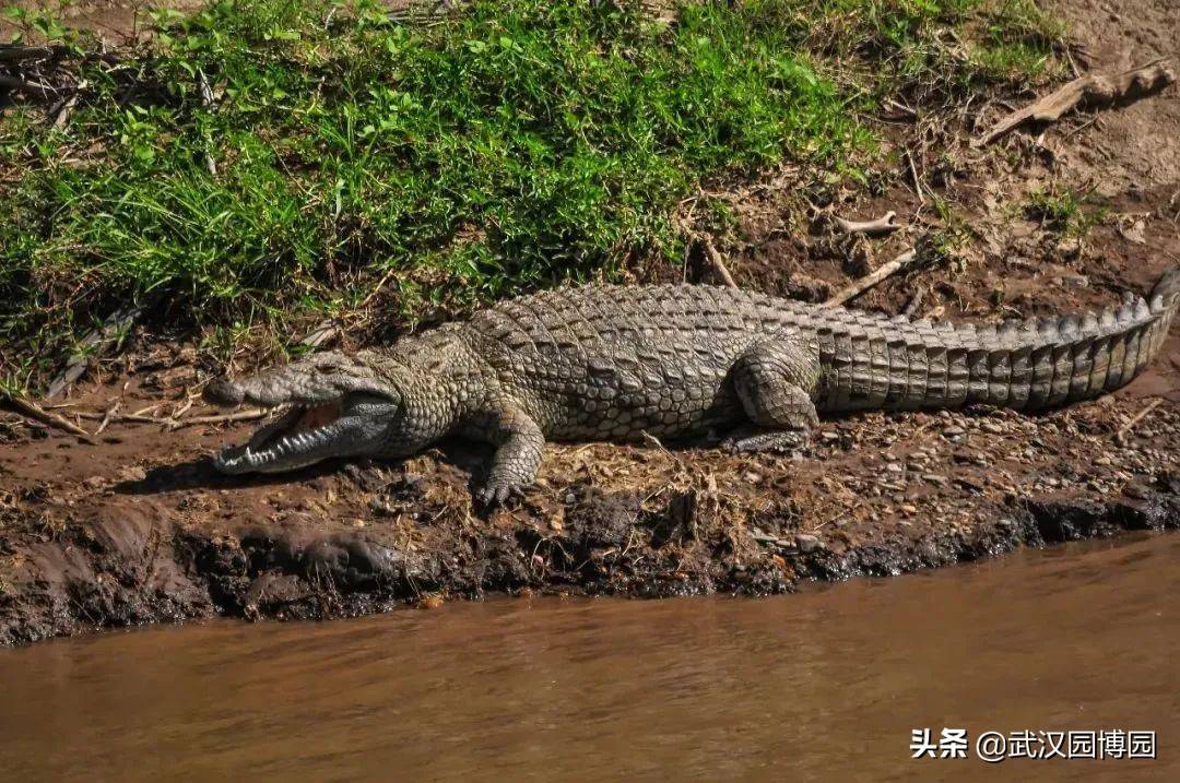 非洲最大的爬行动物-尼罗鳄_鳄鱼_时候_猎物