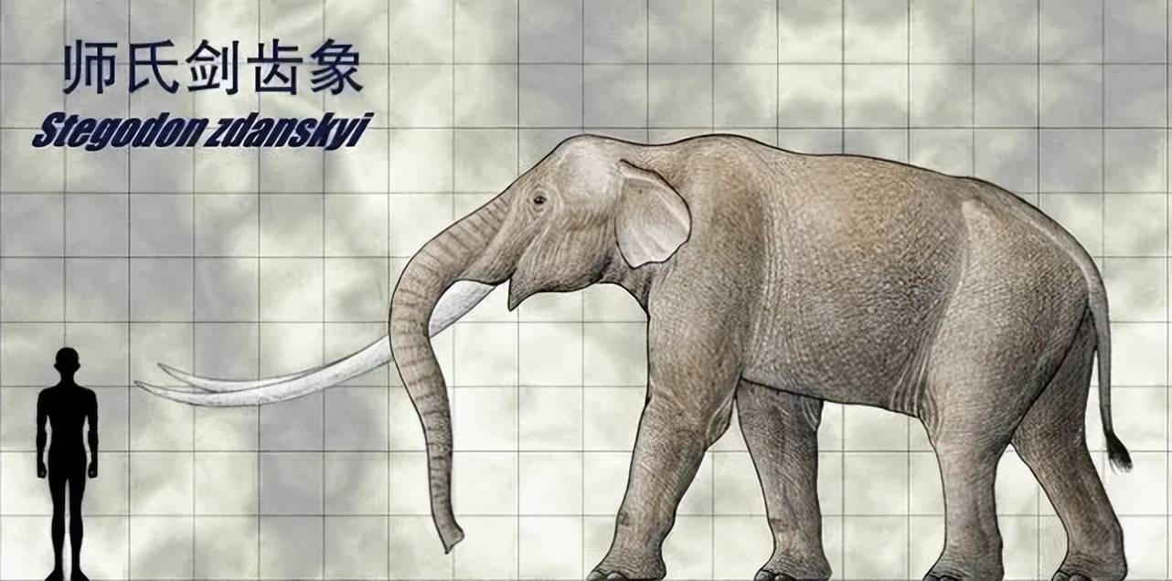 黄河剑齿象黄河剑齿象也叫左师氏剑齿象,简称黄河古象,黄河古象生活在