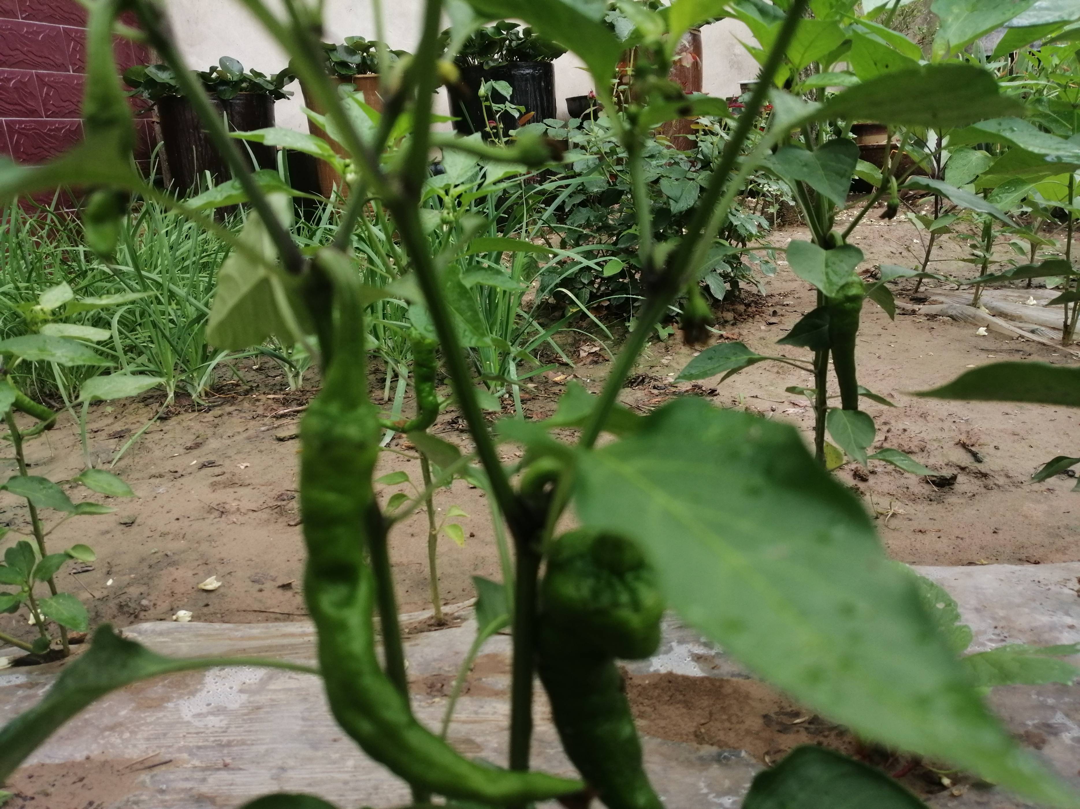 雨後庭院蜂蝶戀花忙