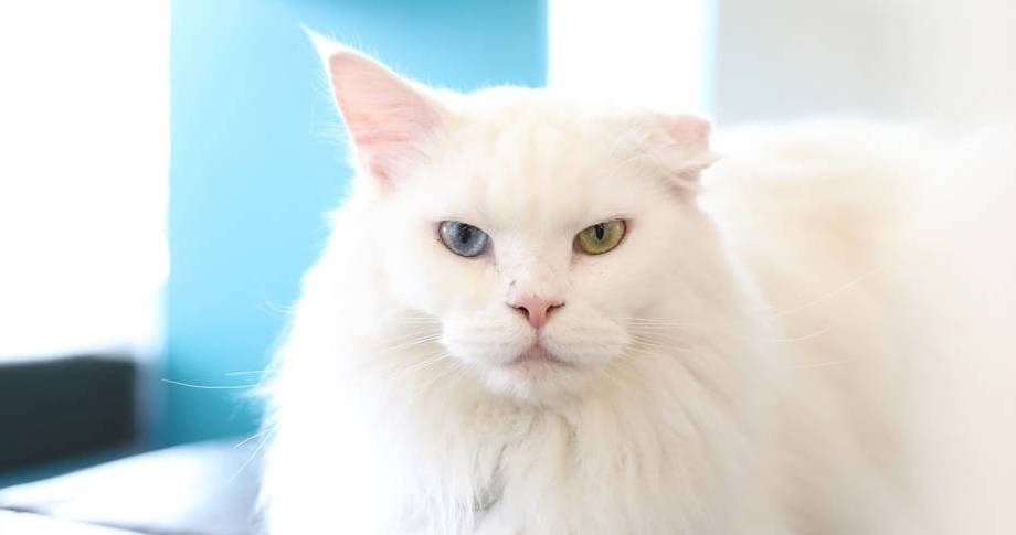 别瞎操心,猫舔毛就能获得维生素_猫咪_身体_人类