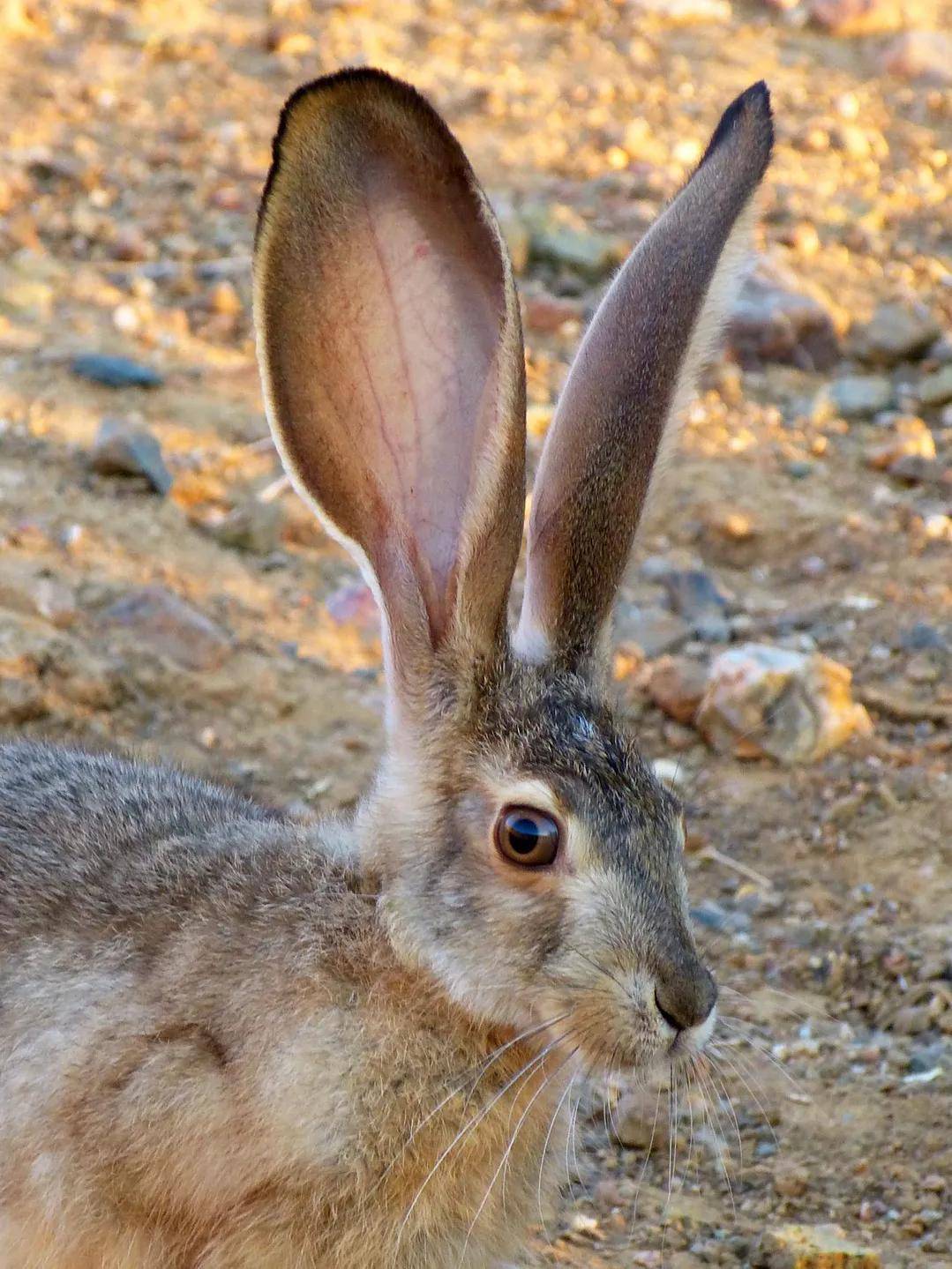 20长耳大野兔正因为满身寄生虫,一般猎人打到它们后不会直接上手,而是