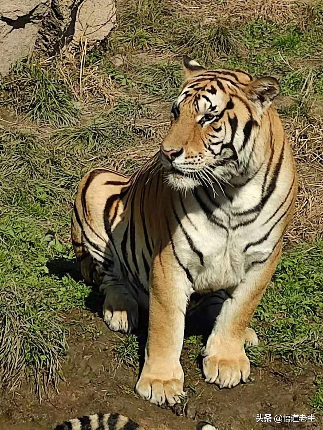 原创世界上最大的东北虎养殖基地还有于谦养的小矮马