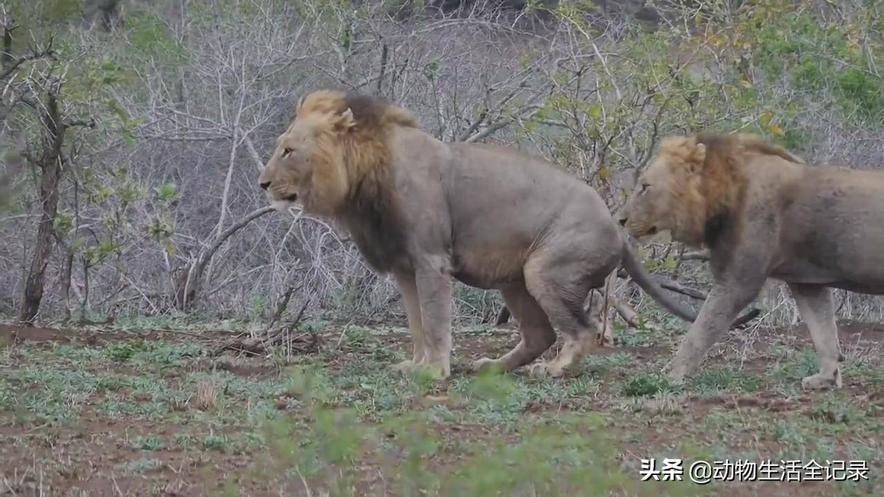 和盟友采花二世也不是天生就是流浪汉,它的经历跟索罗和希尔达差不多!