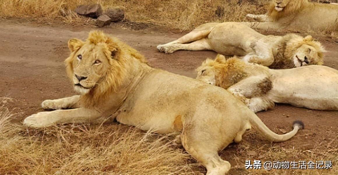 小魔鬼雄狮联盟七兄弟被赶出家门跟随着父亲一起流浪