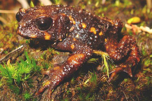 盘点过去近几十年内灭绝的10种珍稀奇特动物