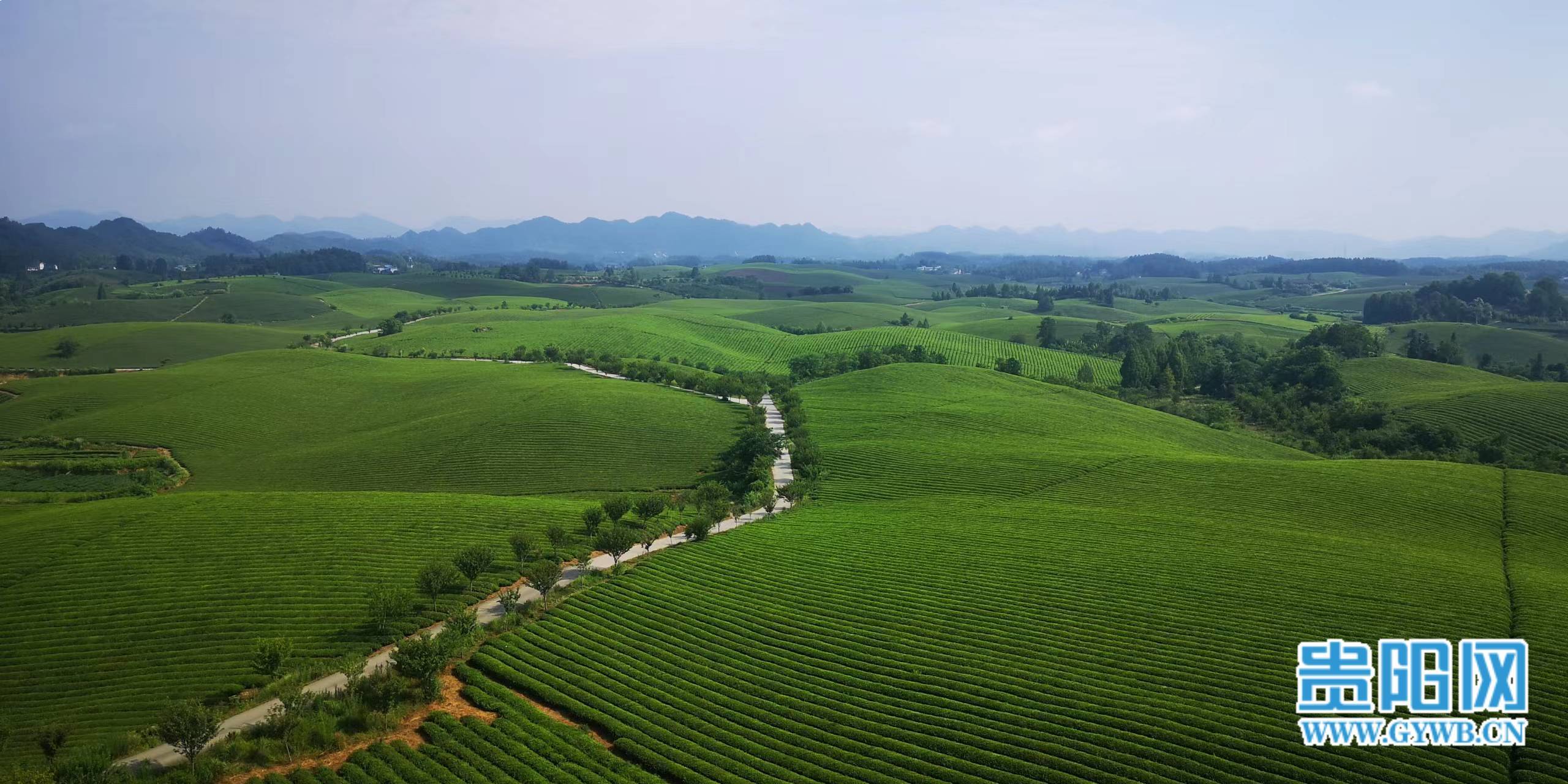 【在希望的田野上】遵义市湄潭县:万亩茶海 绿色茶香海洋_茶园_贵州