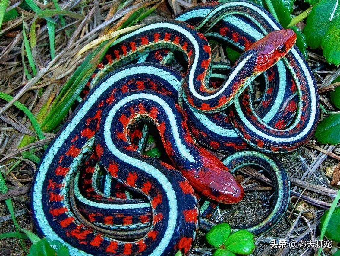 蛇中贵族的温柔乡,无毒却能陷入"去世的爱河"-边袜带蛇_有毒_生活