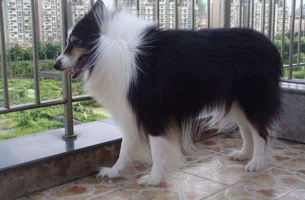 盘点苏格兰牧羊犬的六个优缺点,连伊丽莎白女王都为他倾倒_主人_的