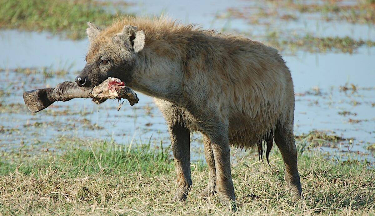 母狮集体发情后,部落里的雄狮需要每天进行五十次以上的交配_狮群