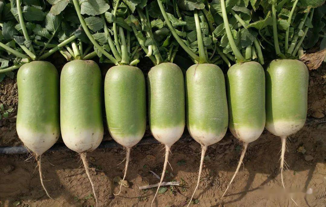 夏萝卜的肥水管理做好这几点产量高品质高
