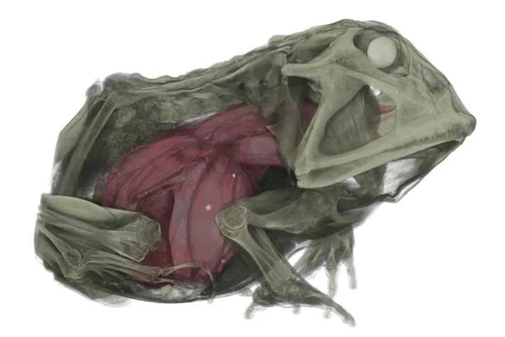 这是角蛙的上牙人类通常看不到青蛙的上颌(上颌)牙齿.