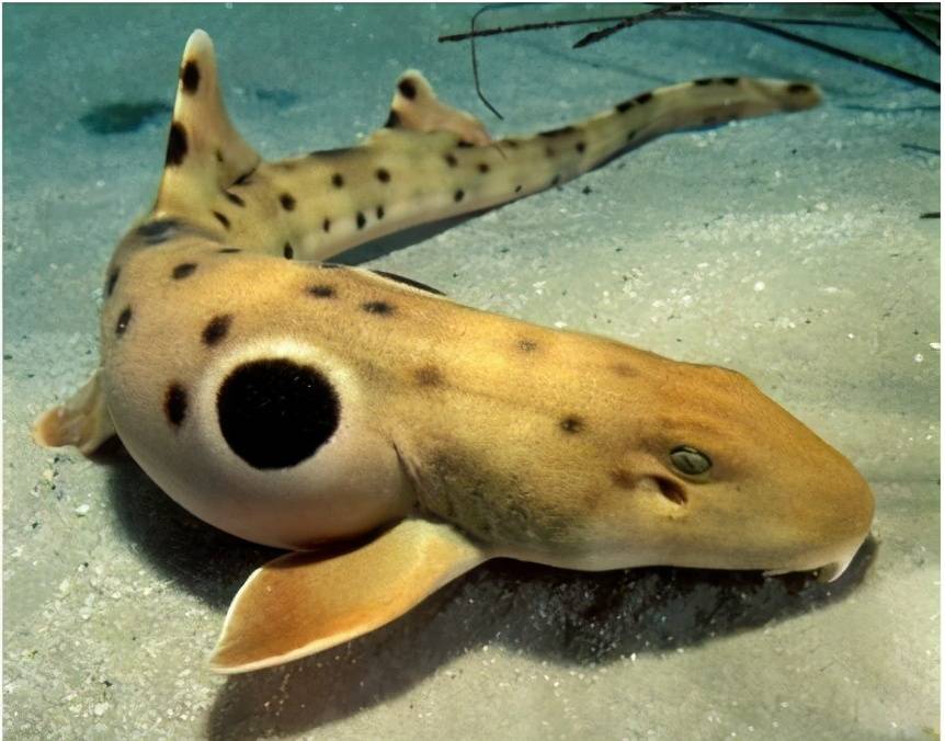 科学家发现会走路的鲨鱼,还不止一种_肩章_行走_动物