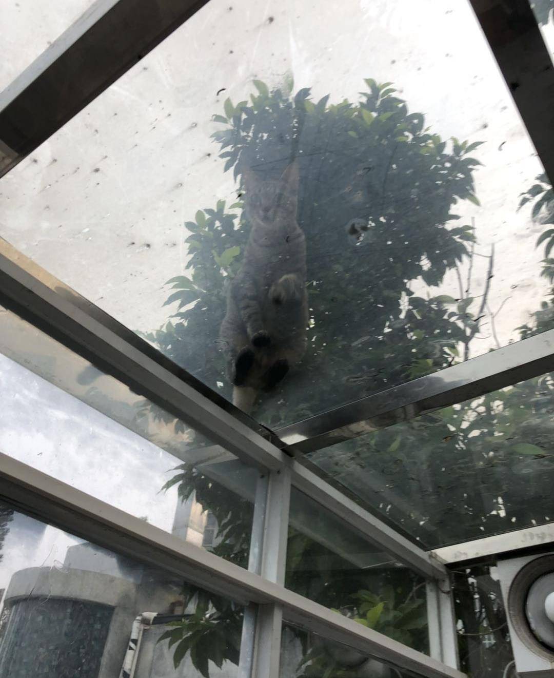 跳下来不用怕铲屎的在下面接着你喵~爬到玻璃房房顶俯视铲屎官