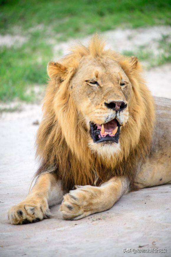 熊男雄狮打败老伯明翰雄狮成功称王却败于北马雄狮联盟