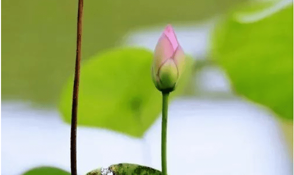 [转载]人活到极致，一定是素与简｜转载网络