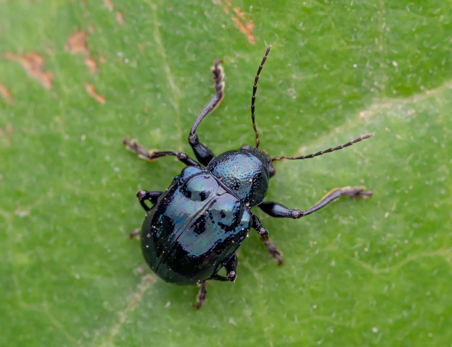 (六)隆基角身材步甲(五)狭边青步甲(四)切叶蜂属(三)红身材辛伪叶甲