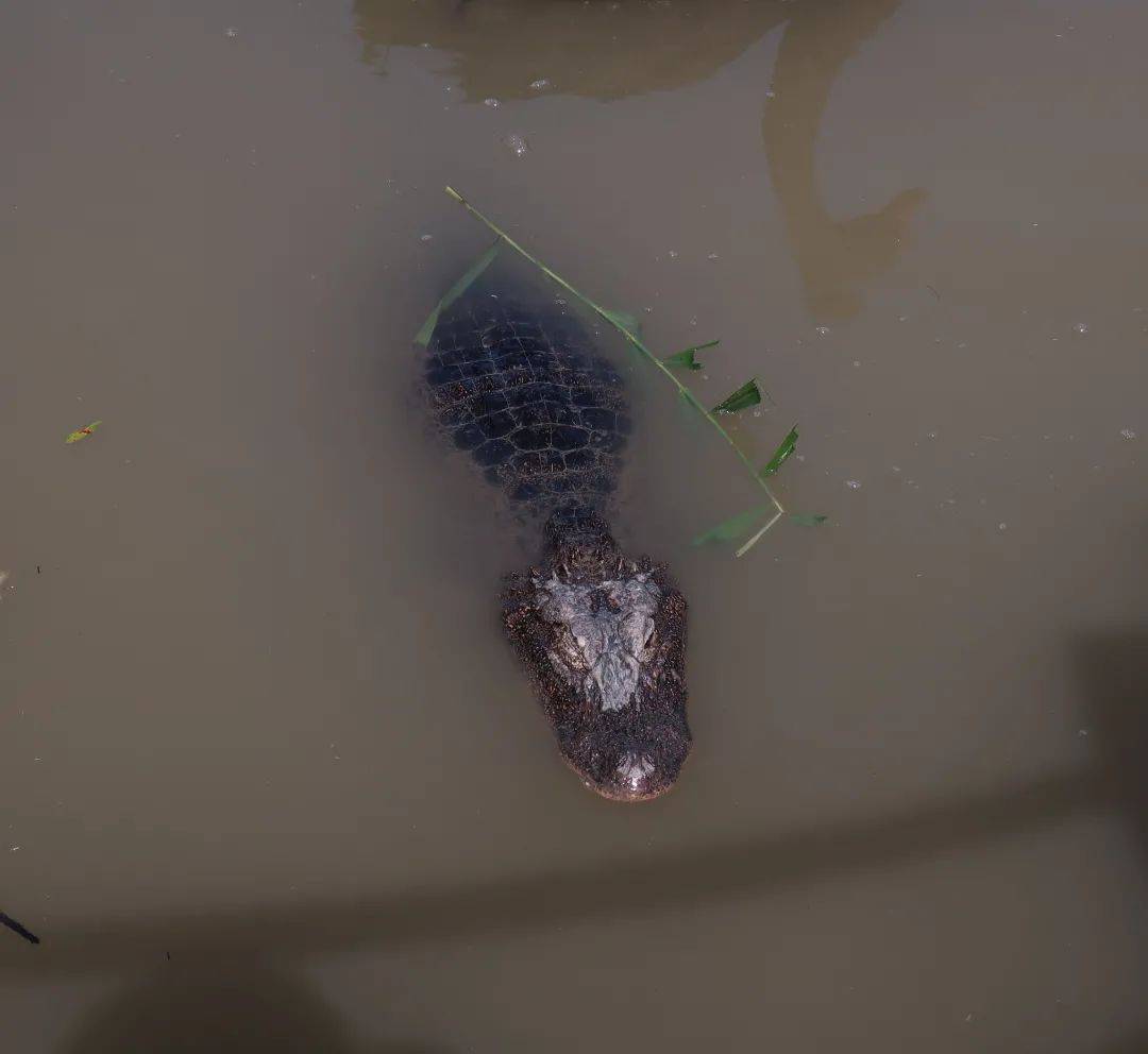 動物園裡的國寶揚子鱷有的自在生活有的卻像在坐牢