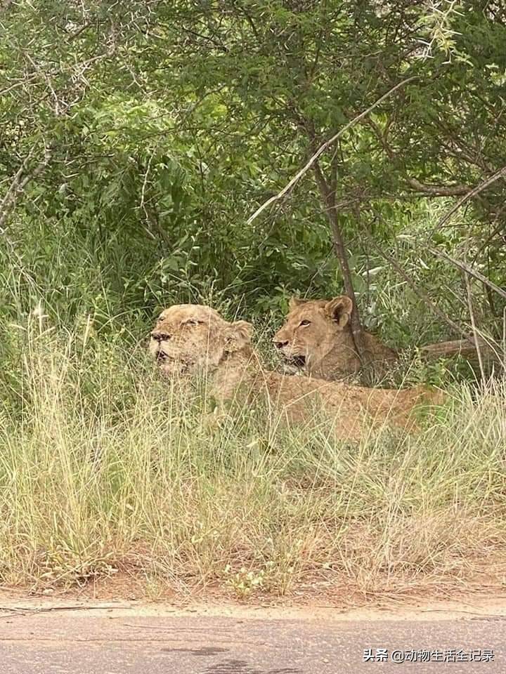 斯巴达狮群的终点:17岁老母狮即将去世,18个月的小女儿难了_保护区