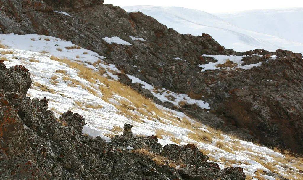 经常在永久冰雪高山裸岩及寒漠带的环境中活动,新疆天山等高海拔山地