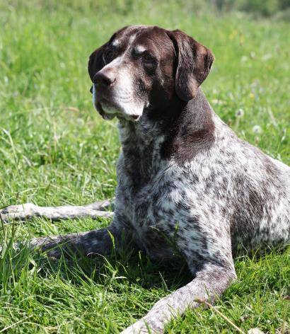 水陆两用,矫健大帅哥,德国短毛指示犬波音达_猎犬_显示_缺陷