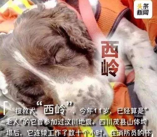 原创任务完成最后一只512搜救犬离世曾在汶川地震中救出多人