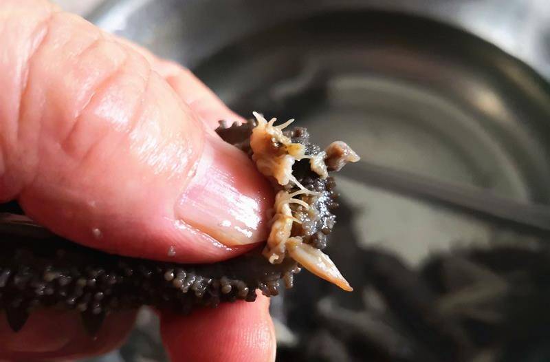 它是大海的馈赠,像我这样做变大变嫩口感超好,提高免疫力少生病_海参