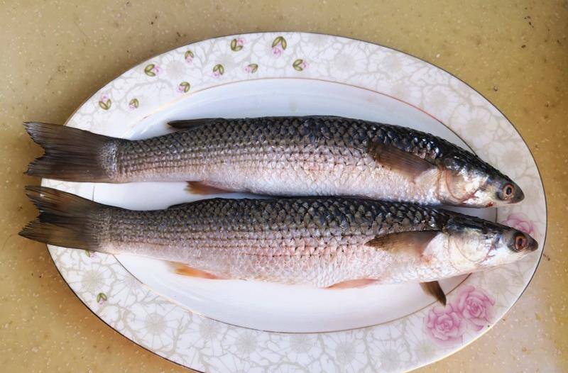 这鱼一年两个季节最好吃,这样在家做一盘,肉质细腻刺少鲜香解馋_梭鱼