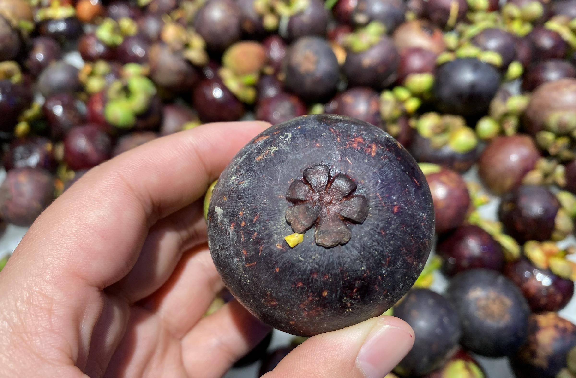 买山竹时专挑母的肉多核小汁水多牢记这3点一挑一个准