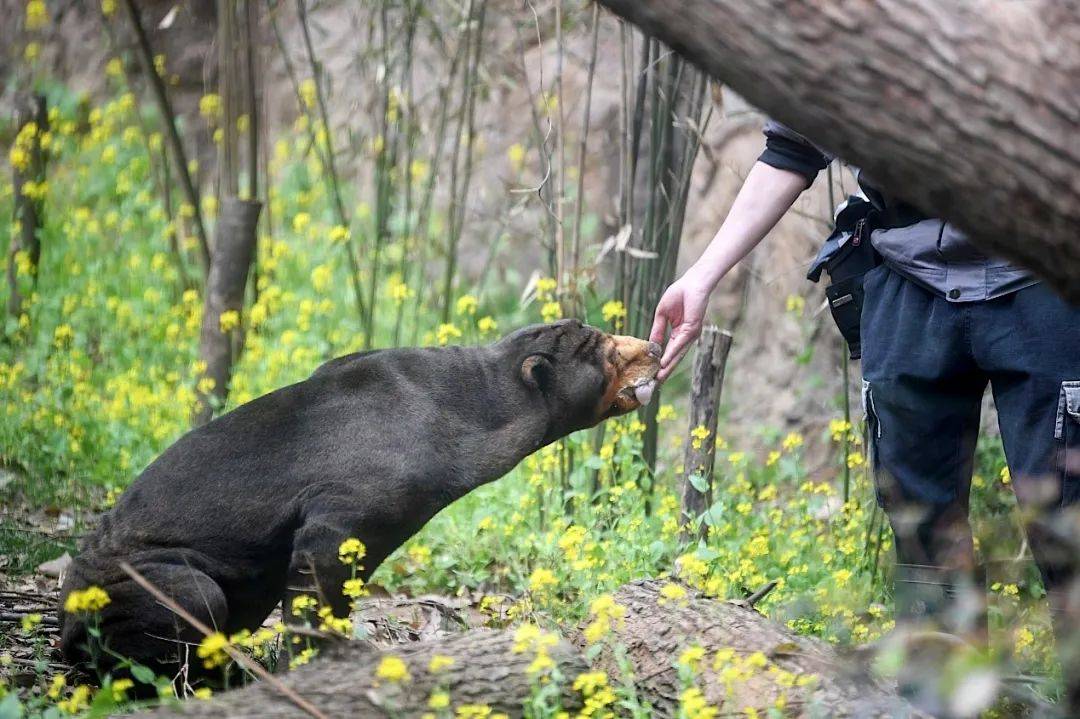 原創紅山動物園馬來熊爺爺驚喜現身快來看望童年好友吧