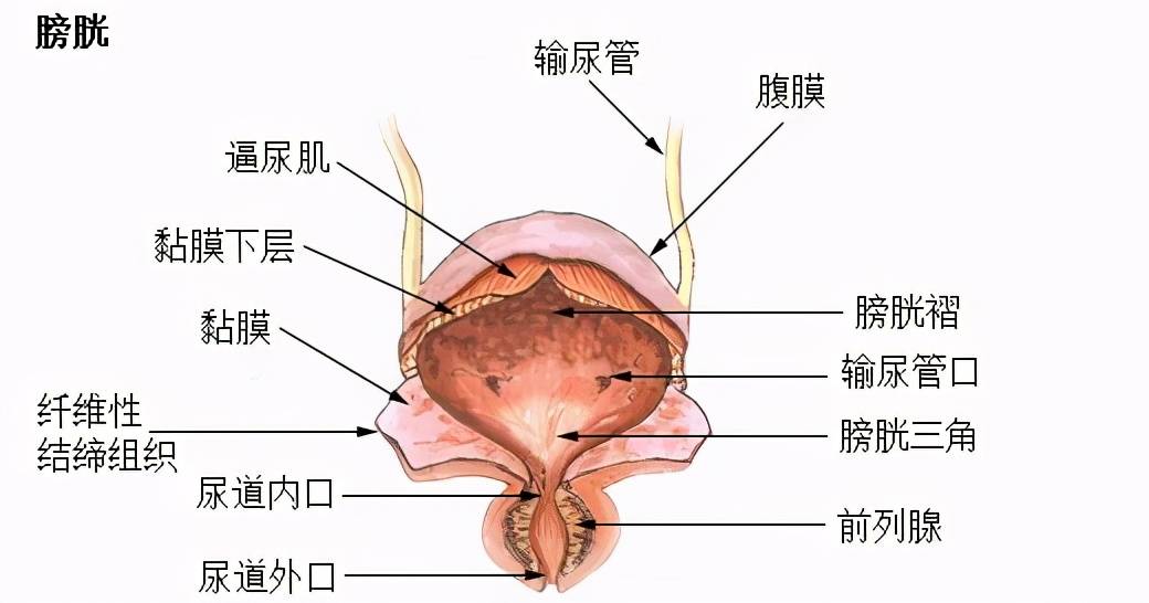 膀胱位置男图 解剖图片