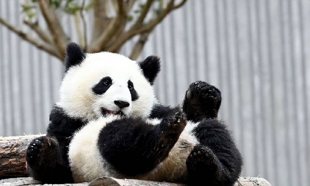 四川大熊猫陕西大熊猫图片