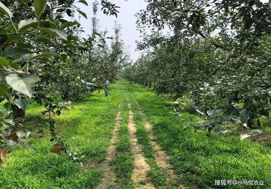 农村"懒汉"果园长满草每亩多挣1万,三伏炎热似火炉,有啥玄机_刘广格