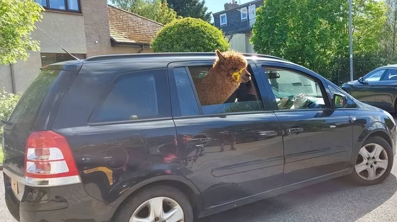 2岁羊驼一直以为自己是宠物狗住豪宅还有兜风专用代步车