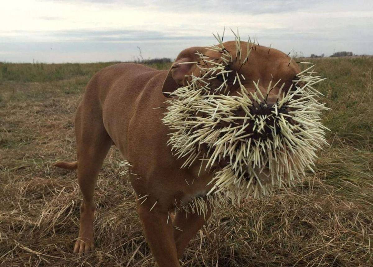 豪猪虽然个头不大,还是素食主义者,但是那满身的尖刺看起来就不是好惹