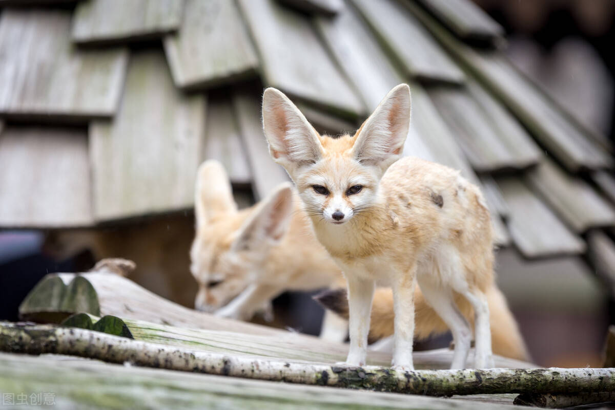 5只沙狐现身呼伦贝尔大草原，颜值较高，每天捕获数十只鼠兔