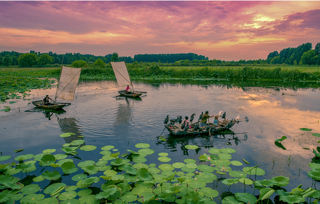 荷风送香气,莲动下渔舟……七月的微山湖旅游区万亩荷园碧叶连天,含苞