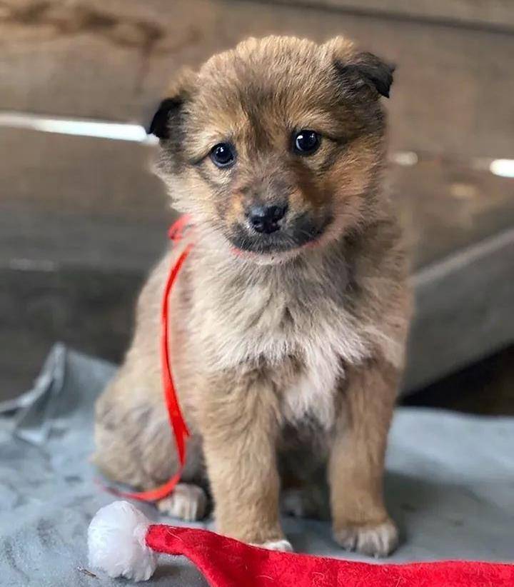 精疲力竭后被冻死了,因为在寒冷的冬天,野猫野狗被冻死的例子还真不少