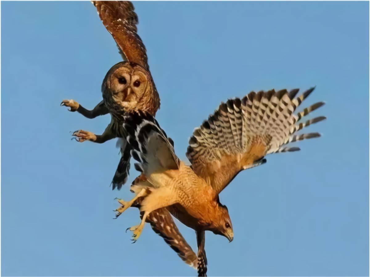 夜间擅长猎杀的猫头鹰其实是猛禽!_老鹰_猎物_的攻击