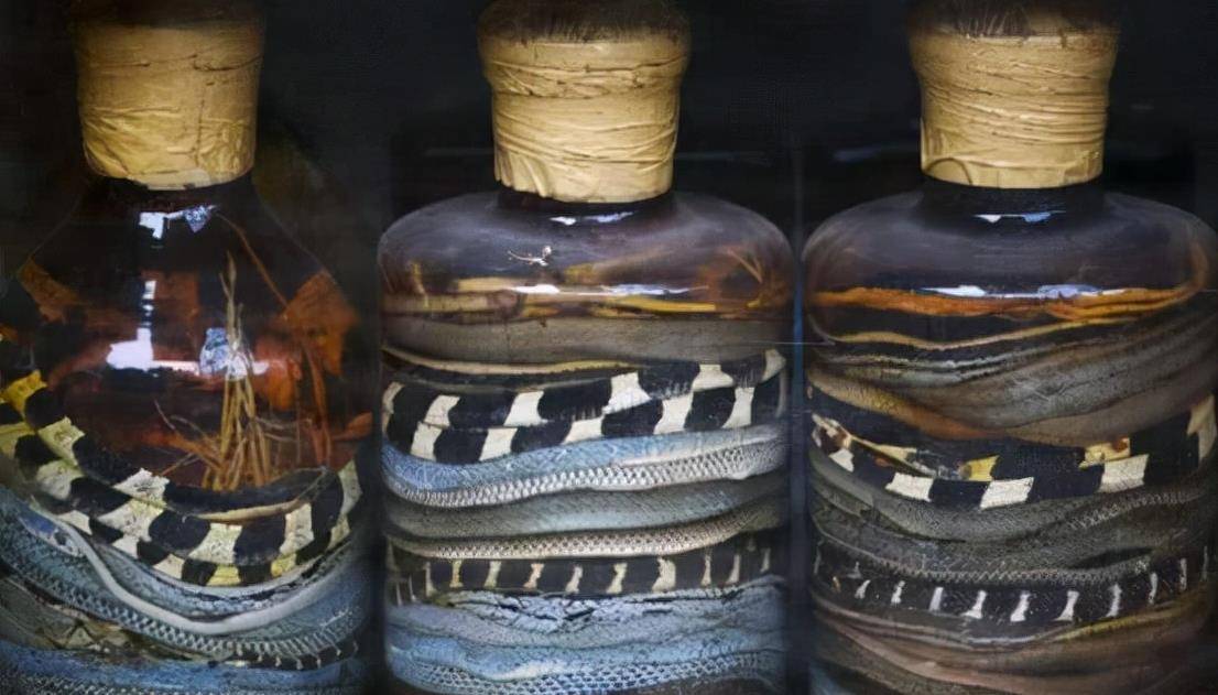 原创蛇有报复心村民用活蛇泡酒1年后取酒时被咬身亡怎么做到的