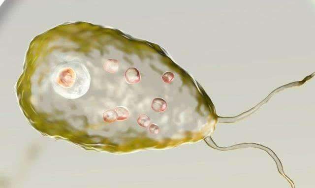 恐怖食脑虫——阿米巴变形虫