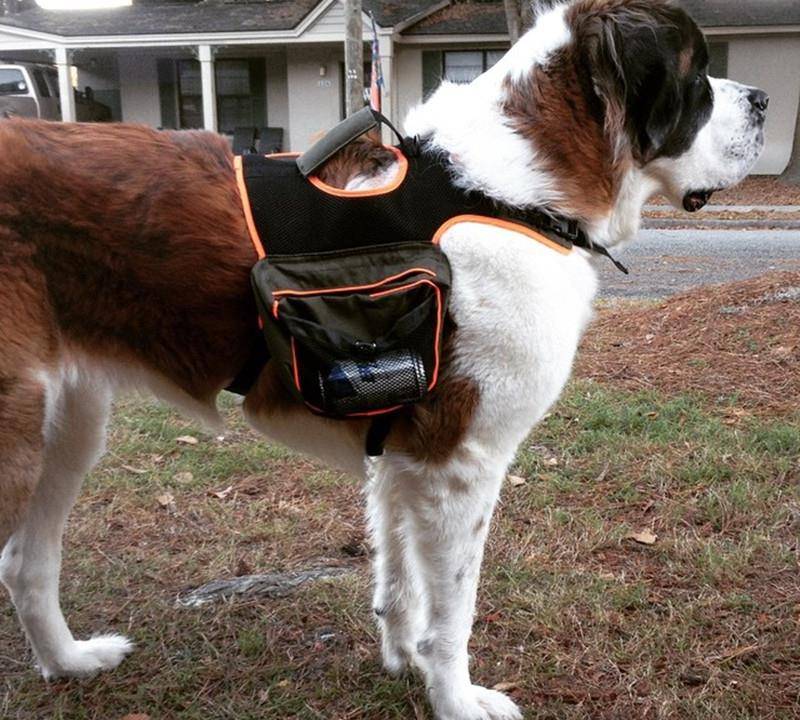 这就是当了数百年雪山搜救犬的圣伯纳_形象_酒桶_体型