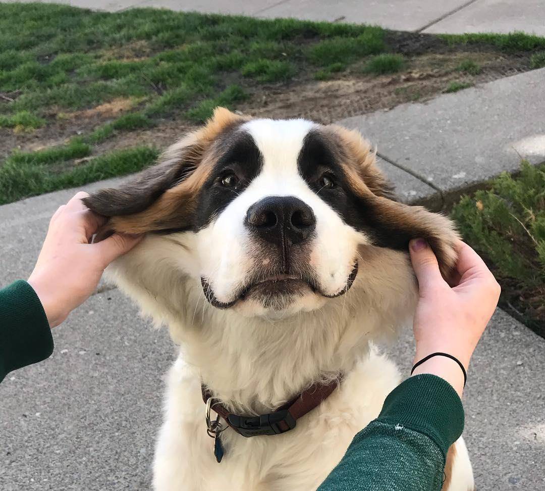 壮硕的身躯里藏着温柔的心 这就是当了数百年雪山搜救犬的圣伯纳 形象 酒桶 体型