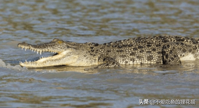 中国最大的湾鳄图片图片