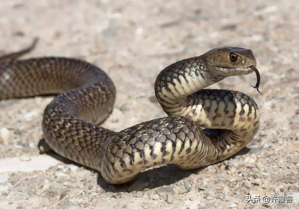 世界五大毒蛇图片