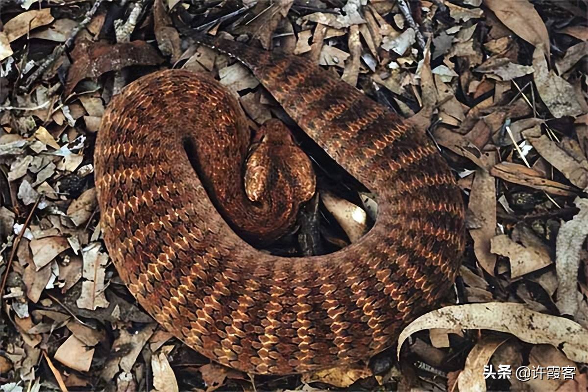 你想认识的全世界最毒的蛇都在这里啦全世界毒蛇种类大全