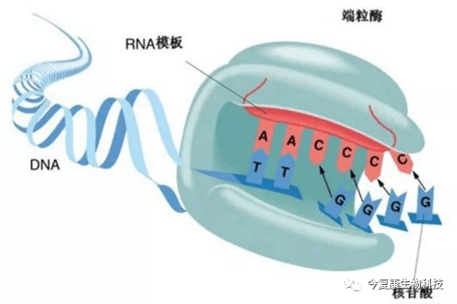 端粒酶的结构图片