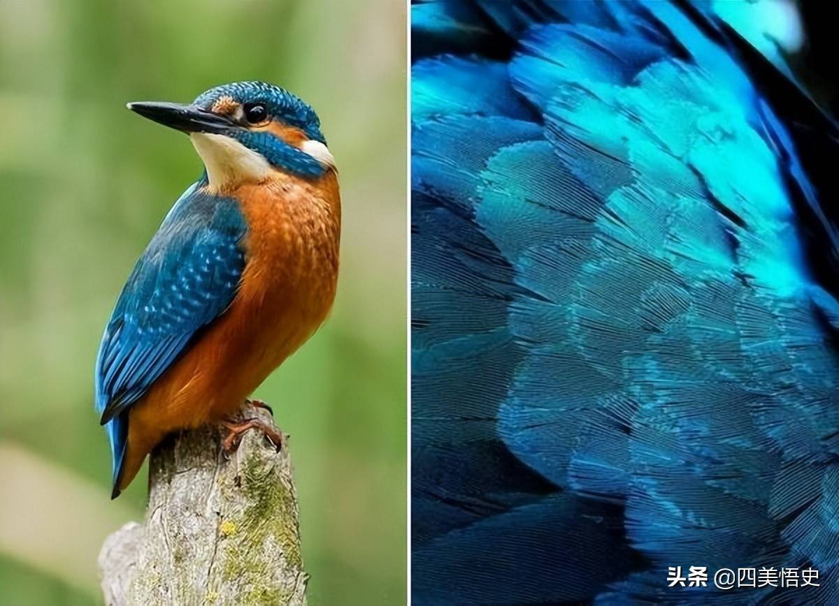 有时候长得太漂亮也是一种罪过_翠鸟_羽毛_饰品