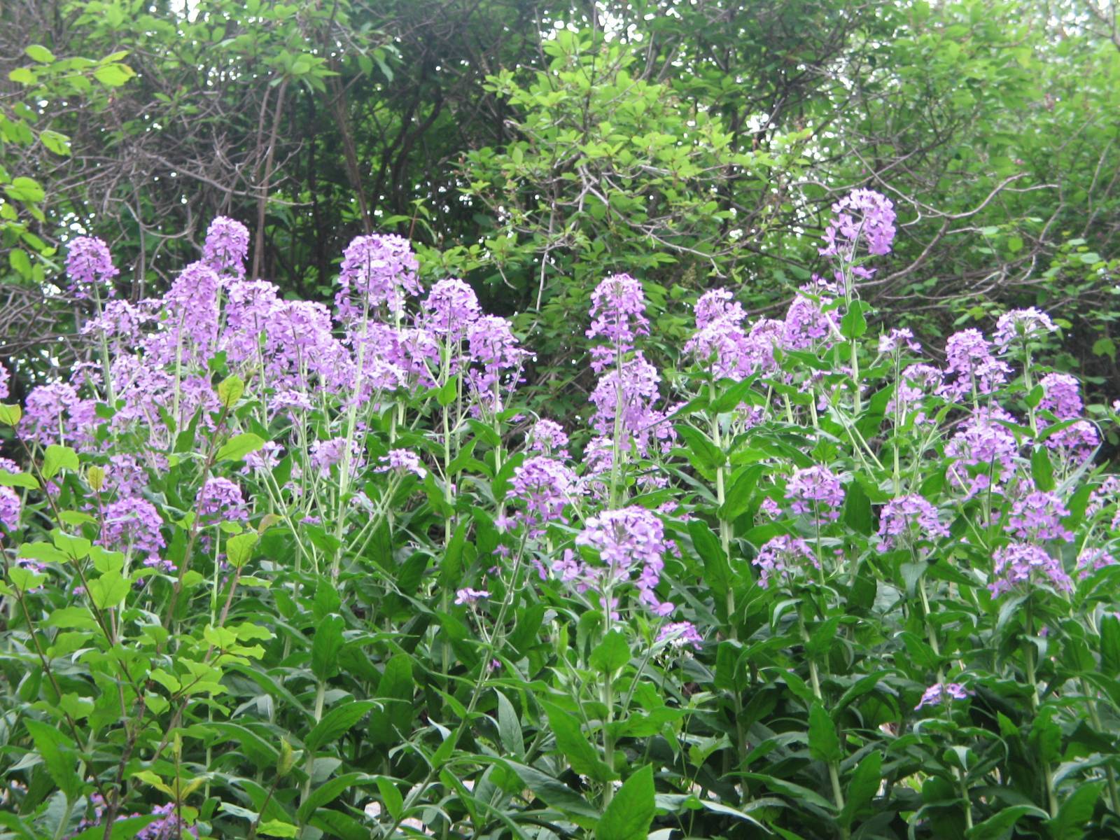 雾灵山的模式种雾灵香花芥